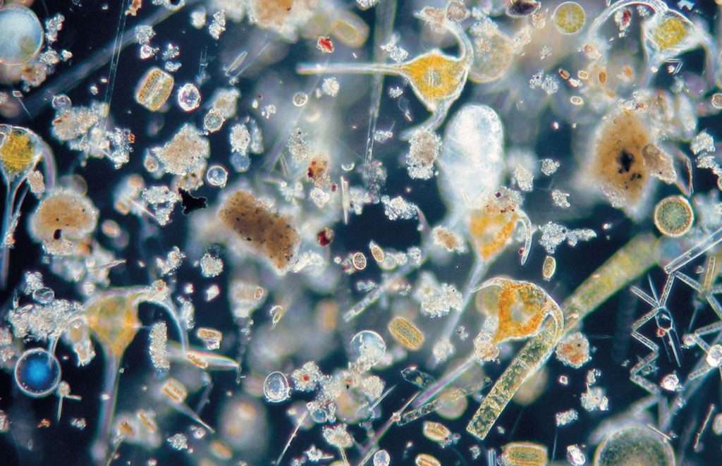 Meeresplankton