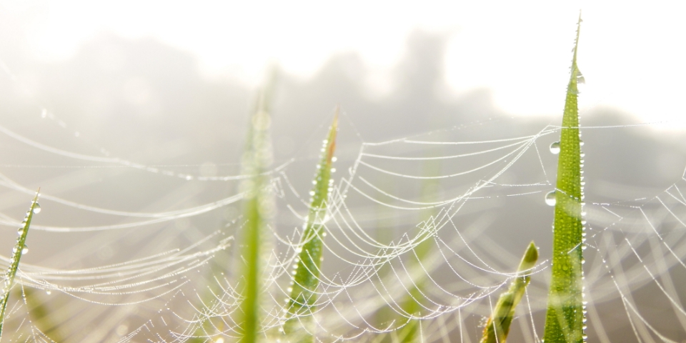 Nahaufnahme von einem Spinnennetz mit Tau an Grashalmen